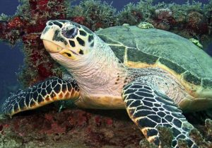 Loggerhead sea turtle