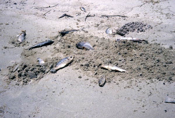 Watershed<br/><span style="font-family:gentonabook;">A special, Pulitzer Center-funded Environmental Journalism class series published on UF’s public media platform WUFT News investigating statewide water quality for the 50th anniversary of the U.S. Clean Water Act.</span>